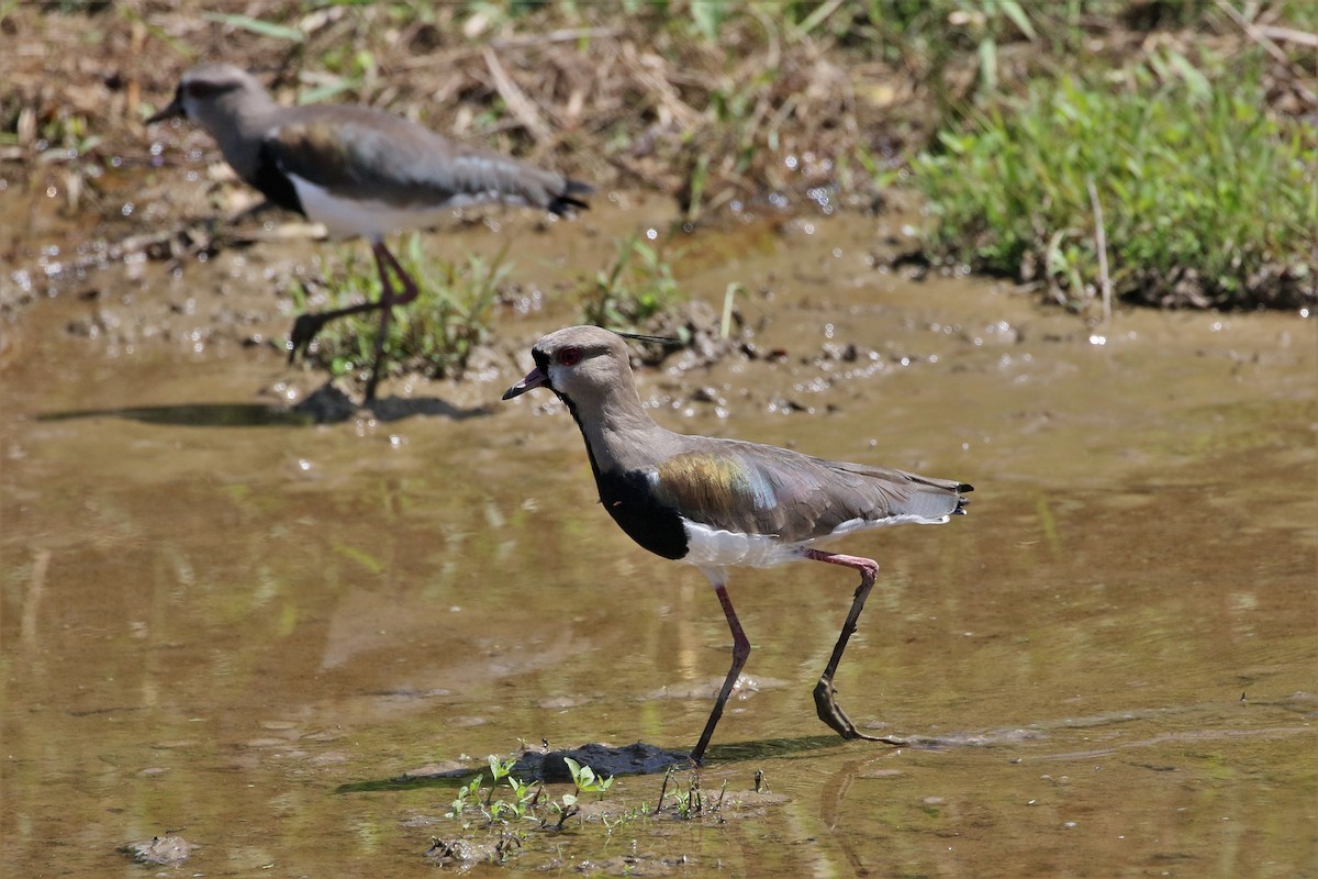 Southern Lapwing - Mark Stanley