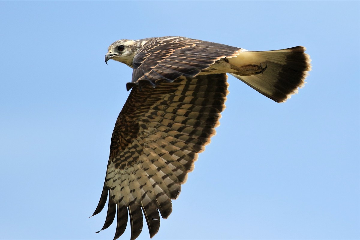 Snail Kite - Mark Stanley