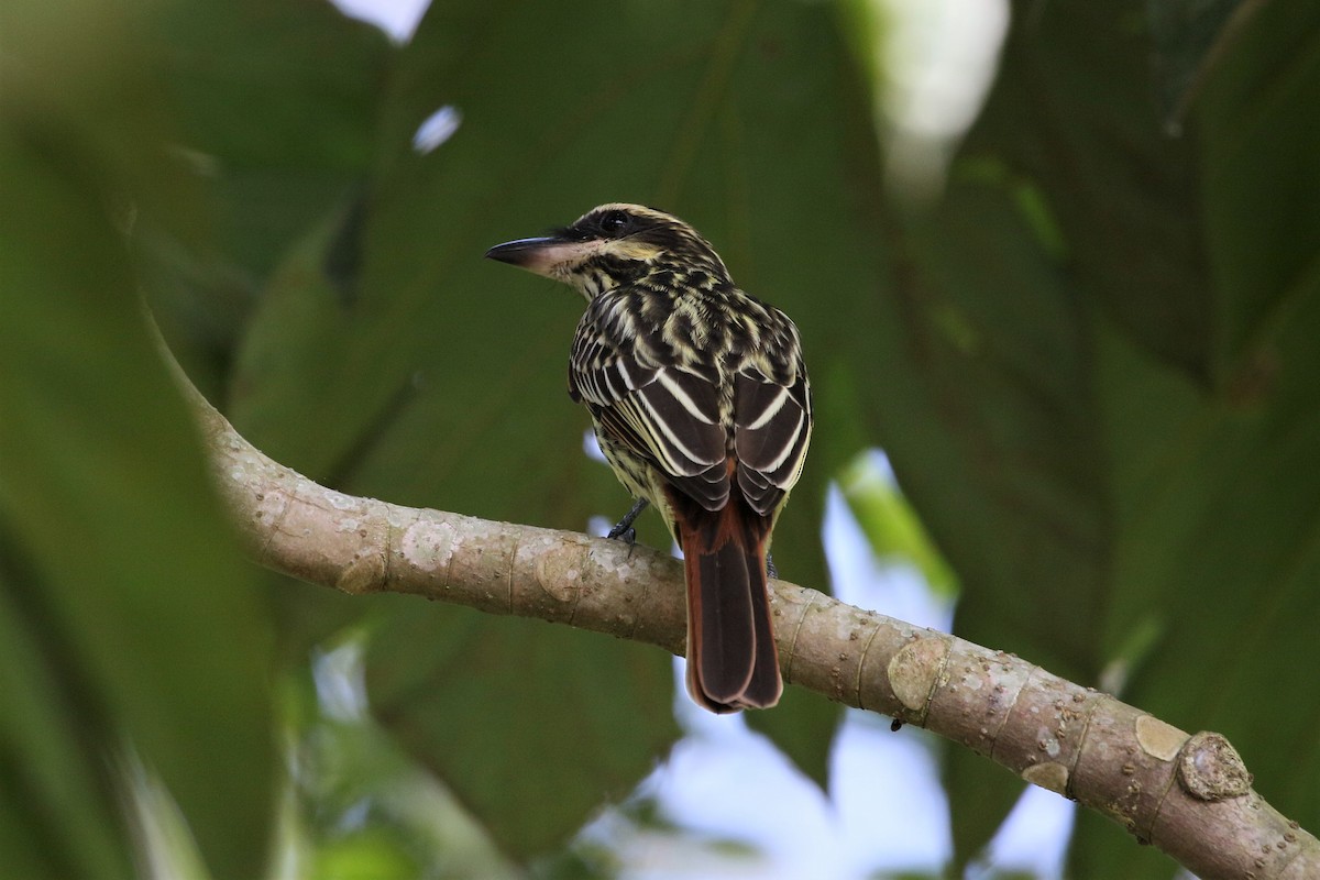 Streaked Flycatcher - Mark Stanley