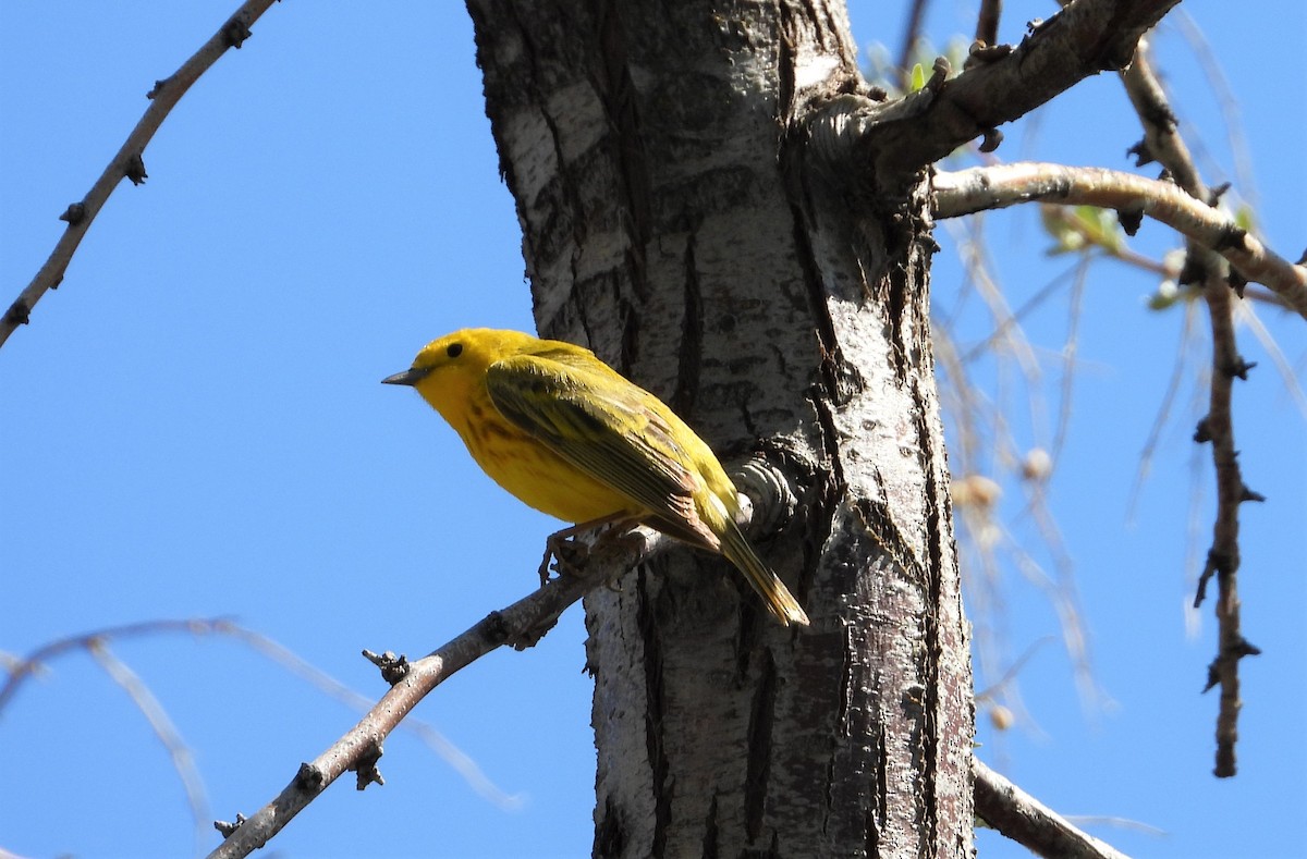 Yellow Warbler (Northern) - Lauri Taylor