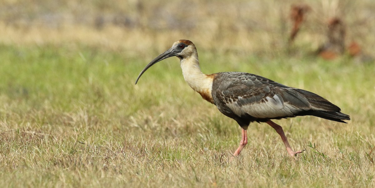 Buff-necked Ibis - Luke Seitz