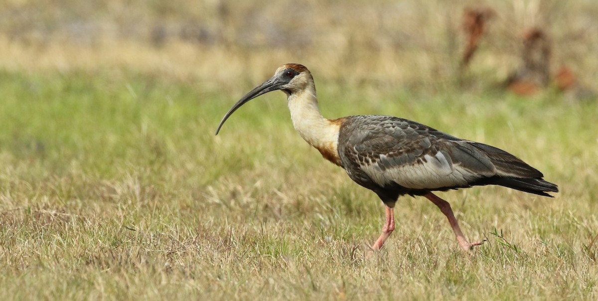 ibis bělokřídlý - ML44739891