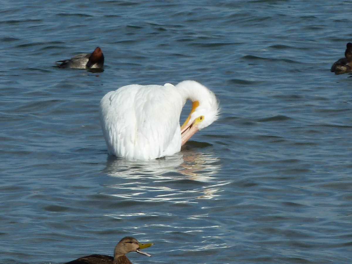 American White Pelican - ML447402691