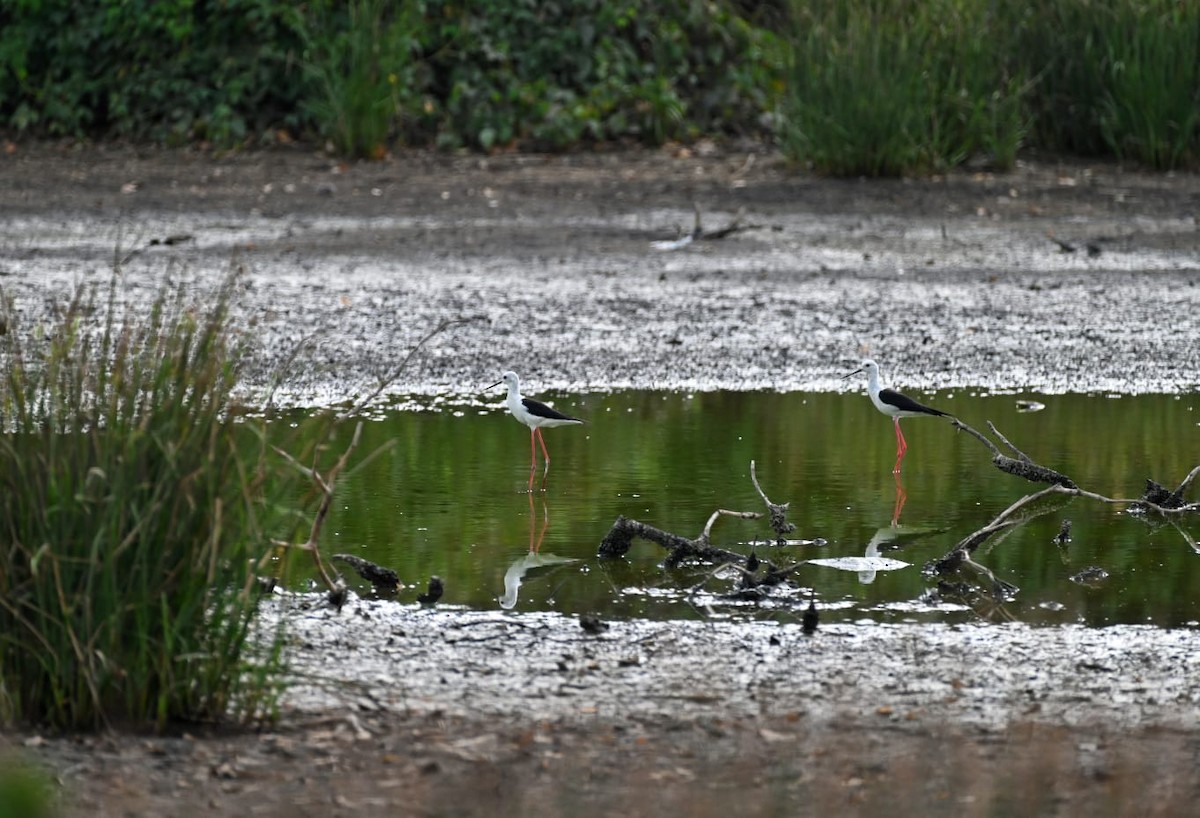 Black-winged Stilt - ML447403481