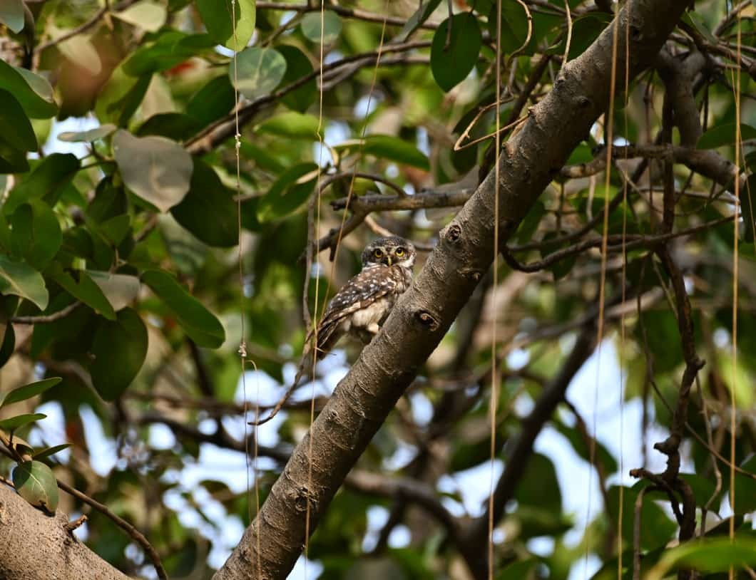 Spotted Owlet - ML447403531