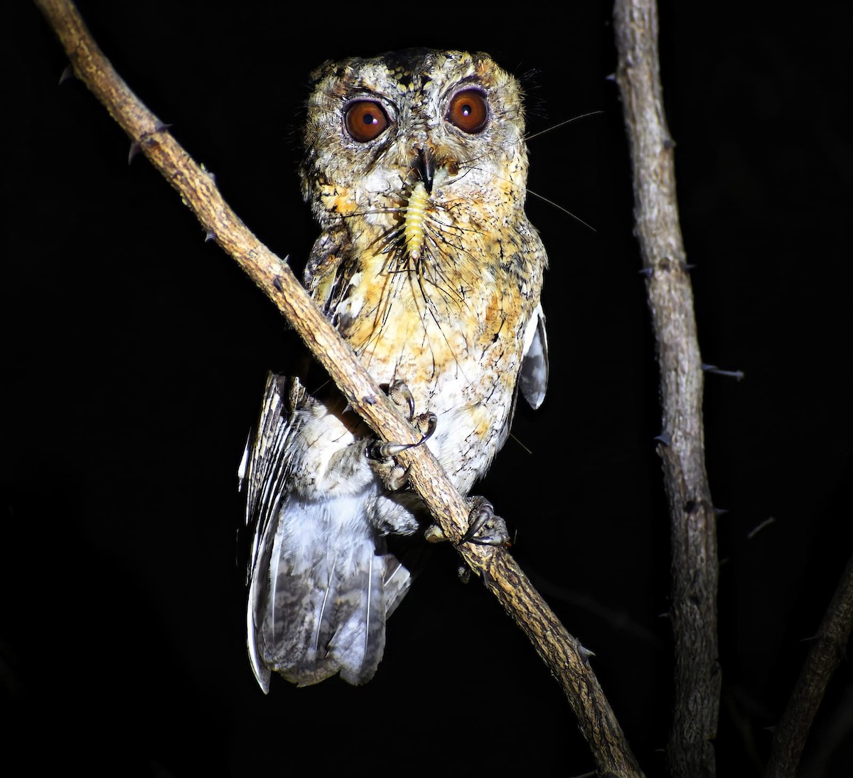 Indian Scops-Owl - ML447403751