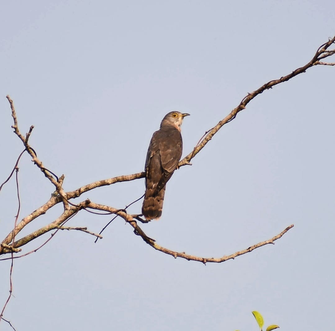 Common Hawk-Cuckoo - ML447403871