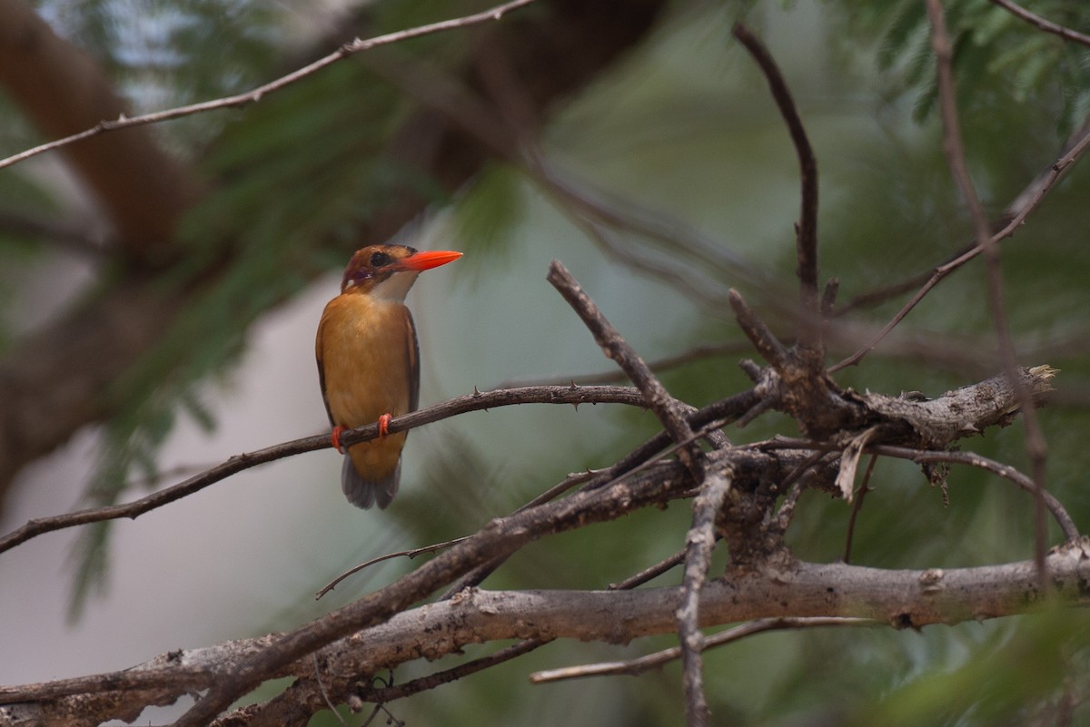 African Pygmy Kingfisher - ML44740611