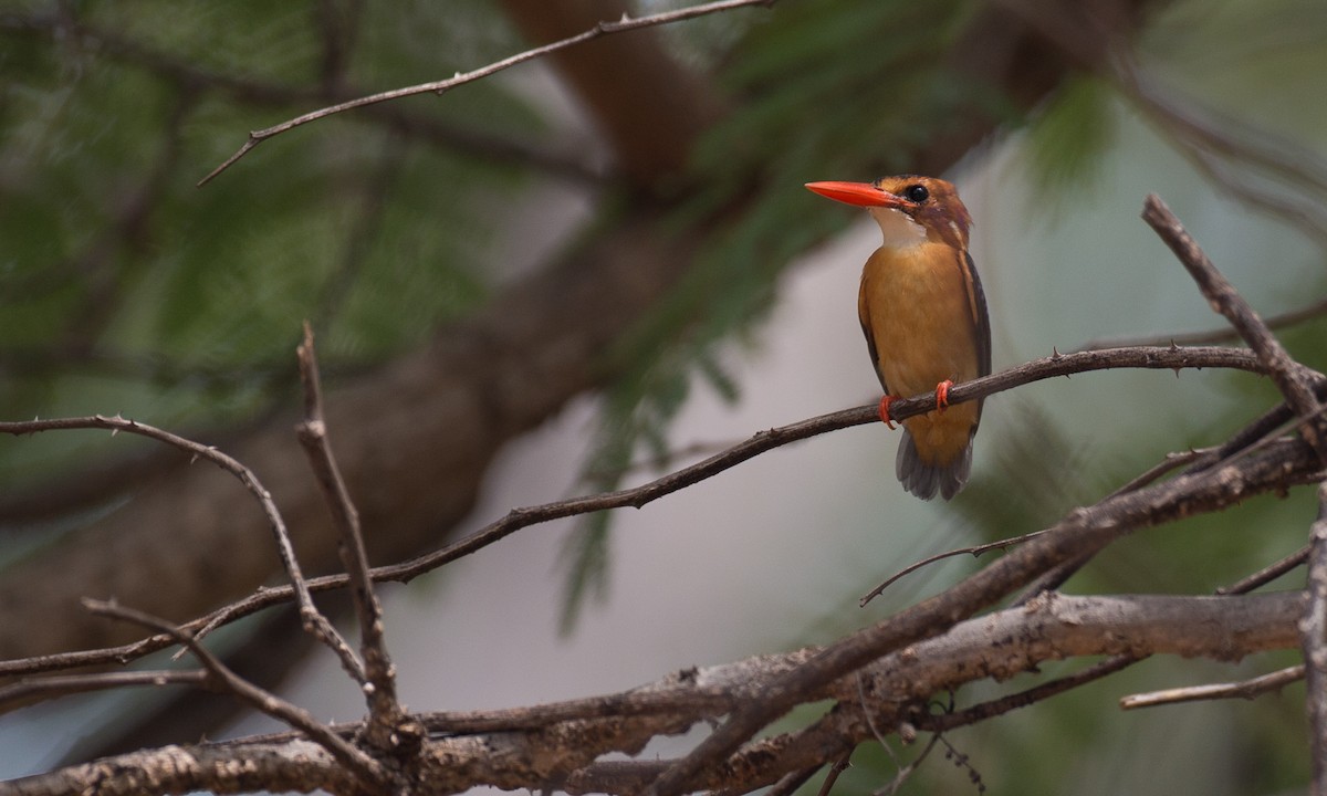 African Pygmy Kingfisher - ML44740621