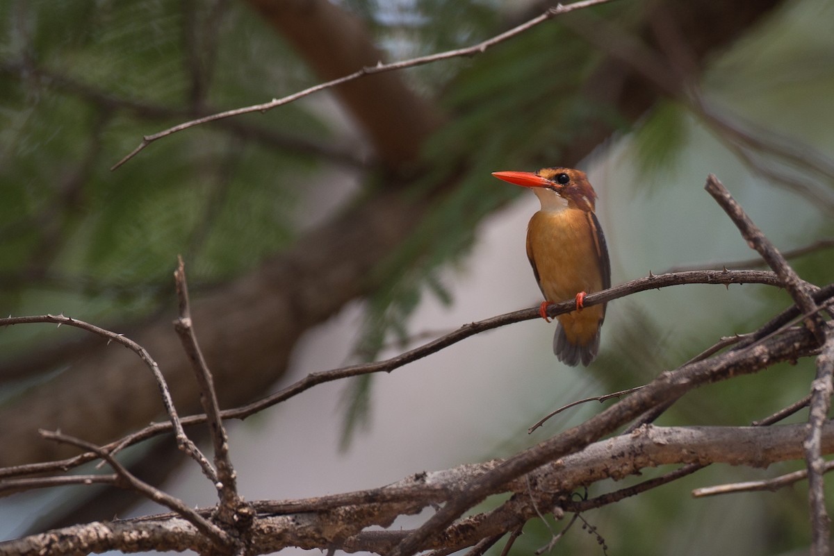 African Pygmy Kingfisher - ML44740631