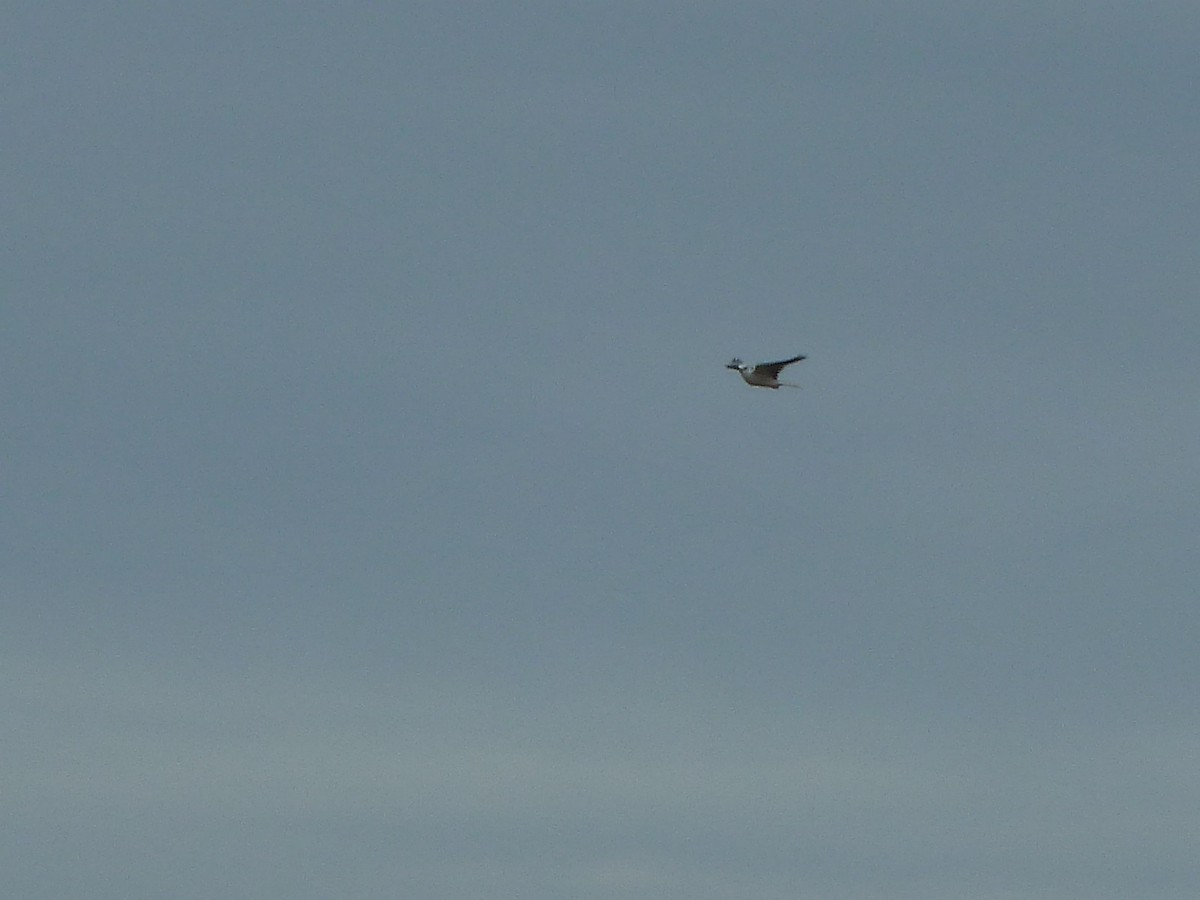 White-tailed Kite - ML447406511