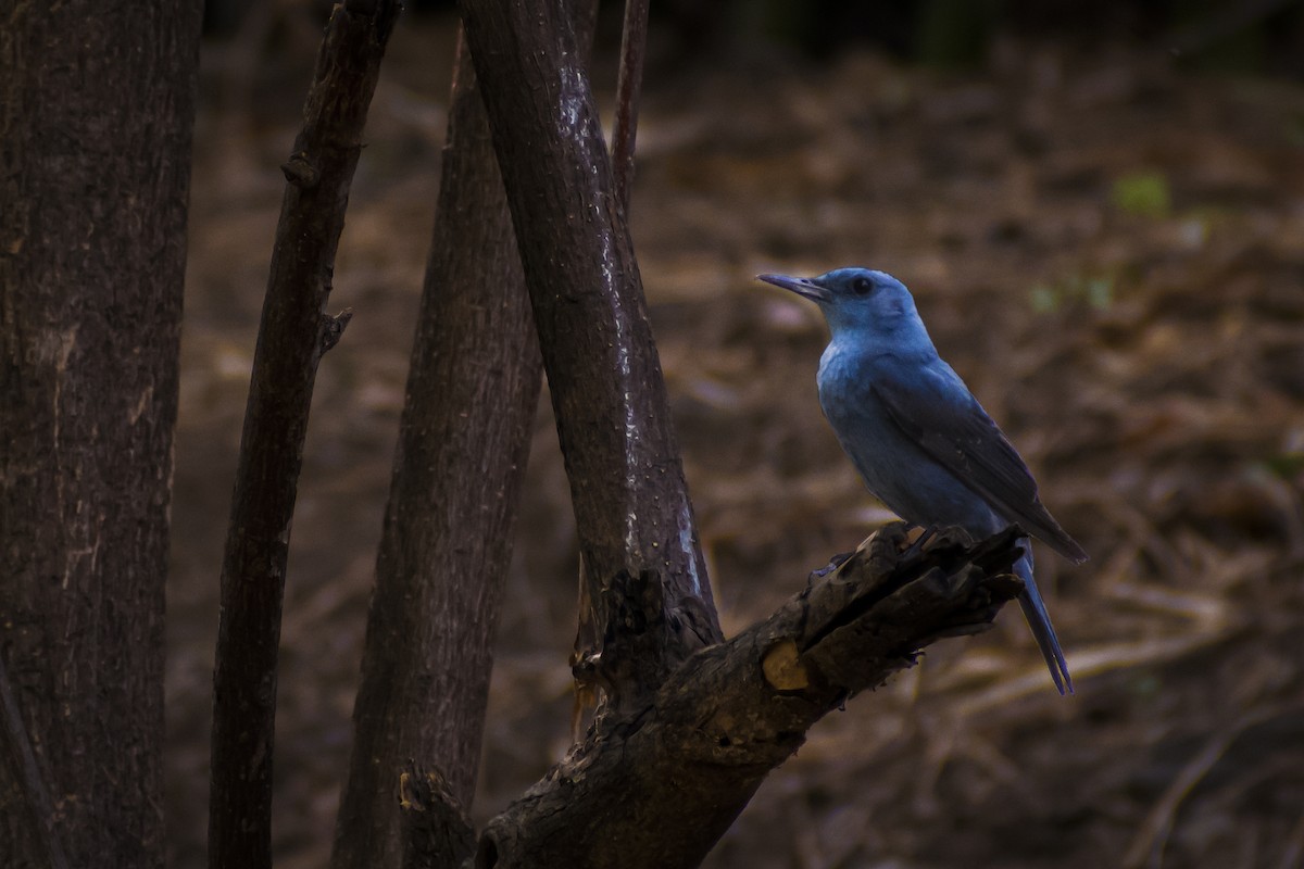 Passero solitario - ML447407261