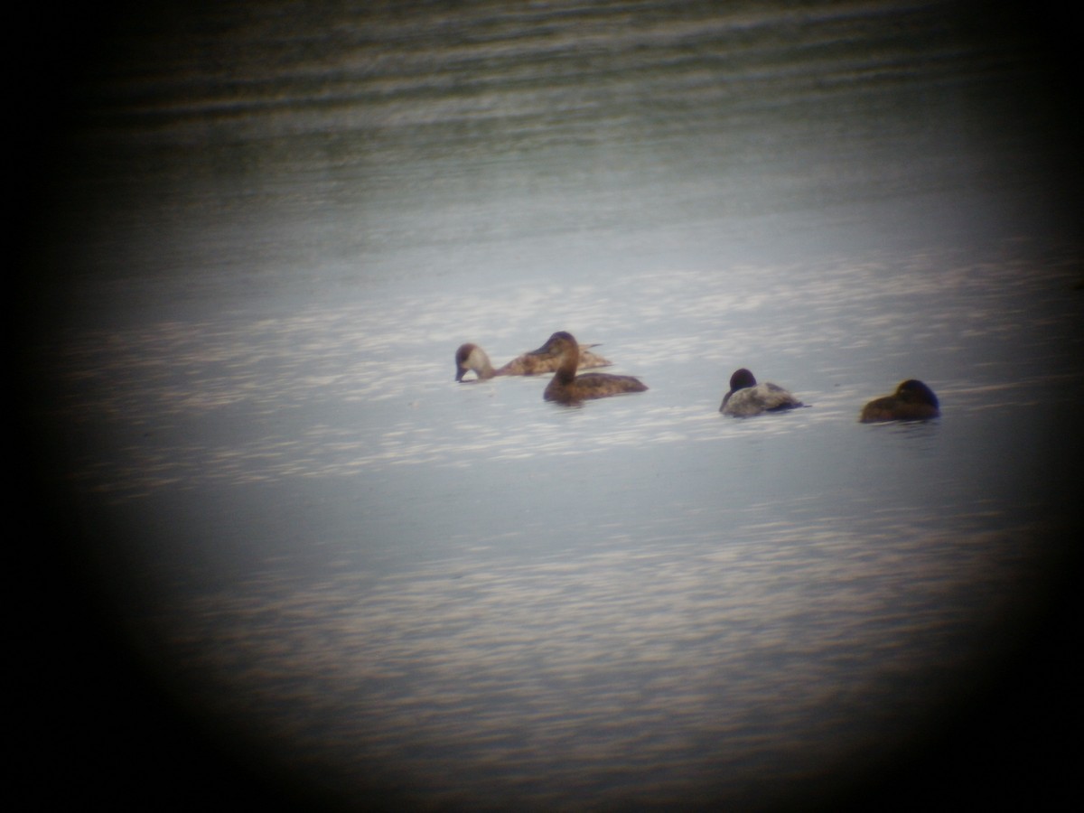 Red-crested Pochard - ML447407651