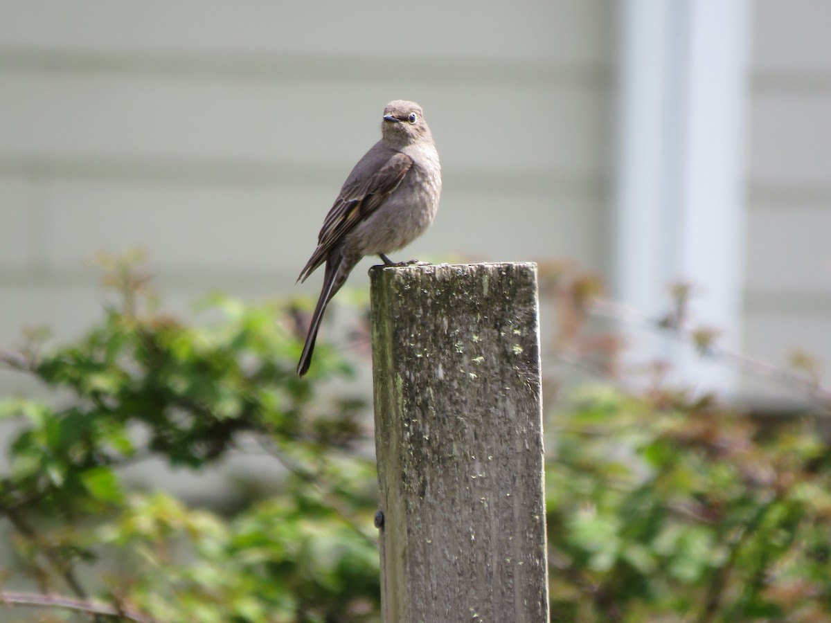 Townsend's Solitaire - ML447408301