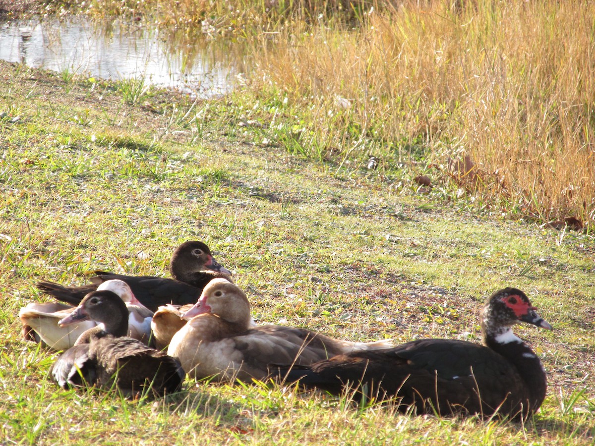 Muscovy Duck (Domestic type) - ML44740891