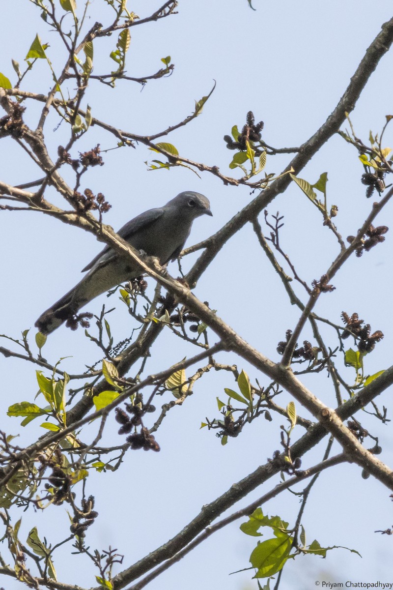 Black-winged Cuckooshrike - ML447408951