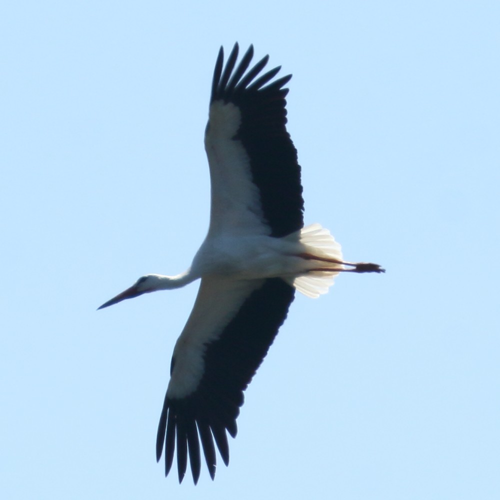White Stork - ML447410651