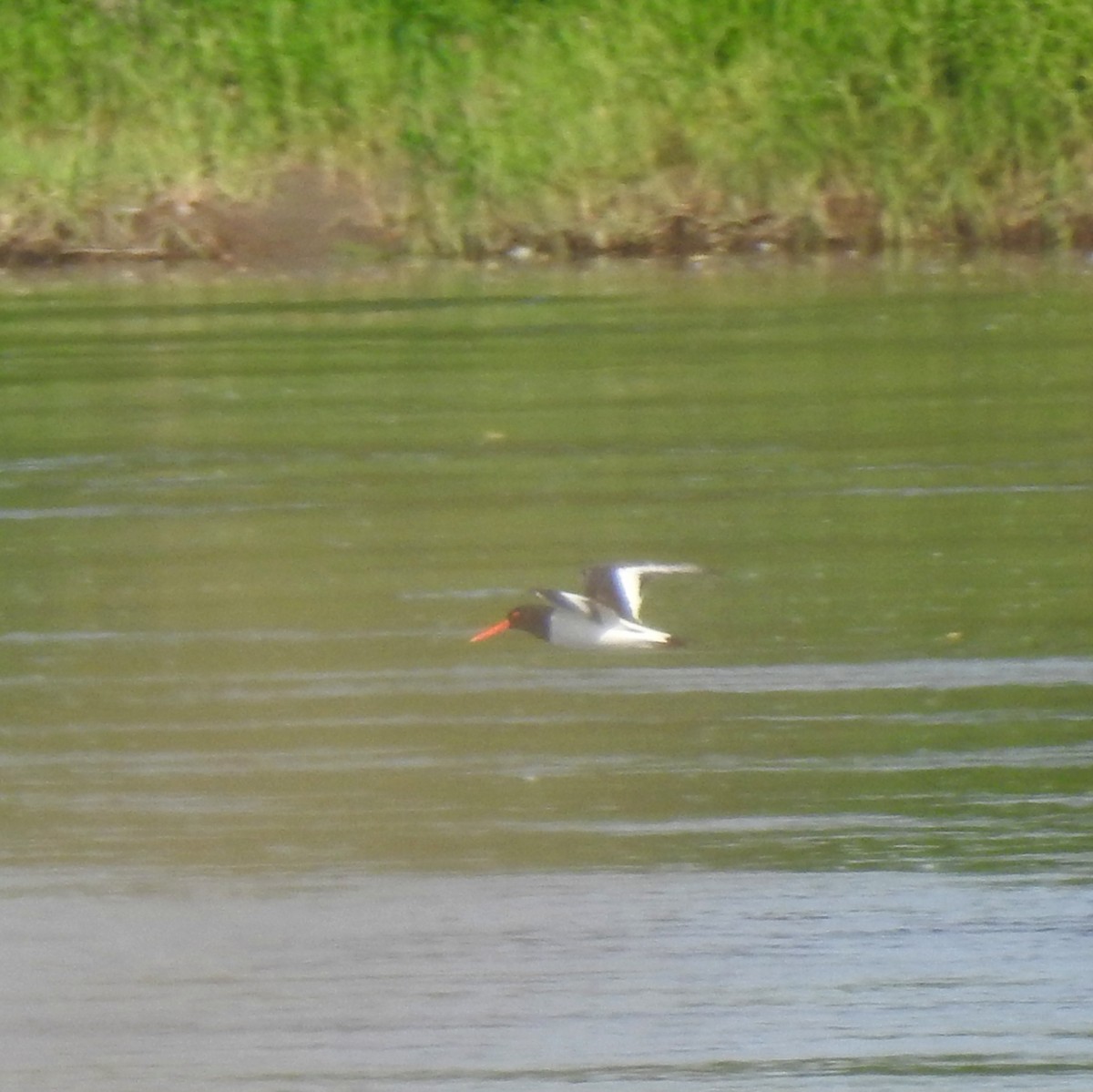 Austernfischer - ML447411121