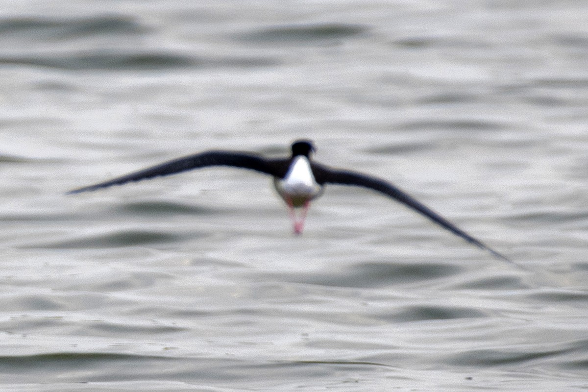 Black-necked Stilt - ML447411151