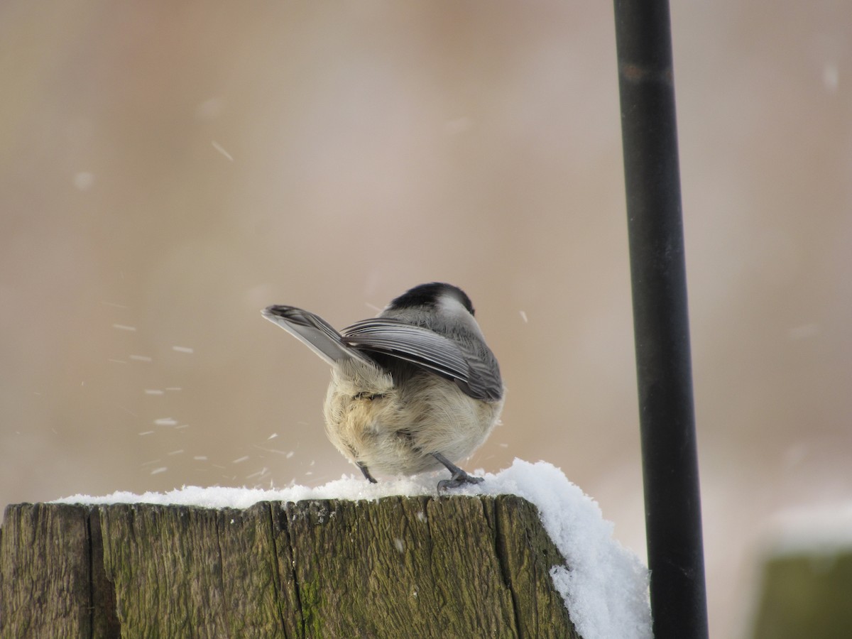 Carolina Chickadee - ML44741191