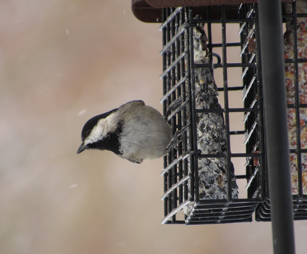 Carolina Chickadee - ML44741221