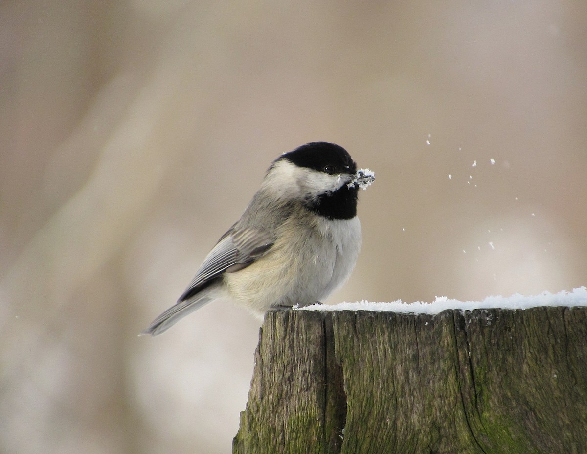 Carolina Chickadee - ML44741421