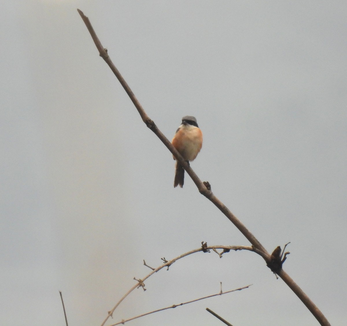 Gray-backed Shrike - ML447414491