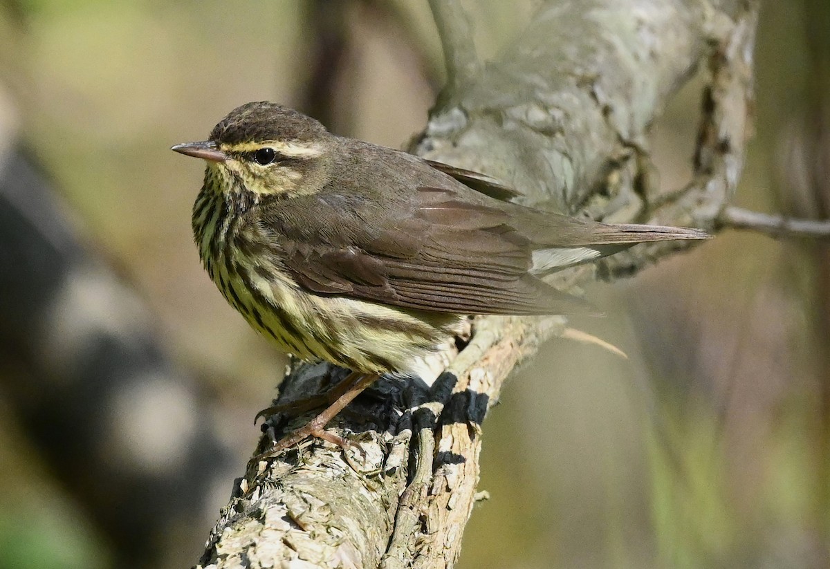 Northern Waterthrush - ML447415101