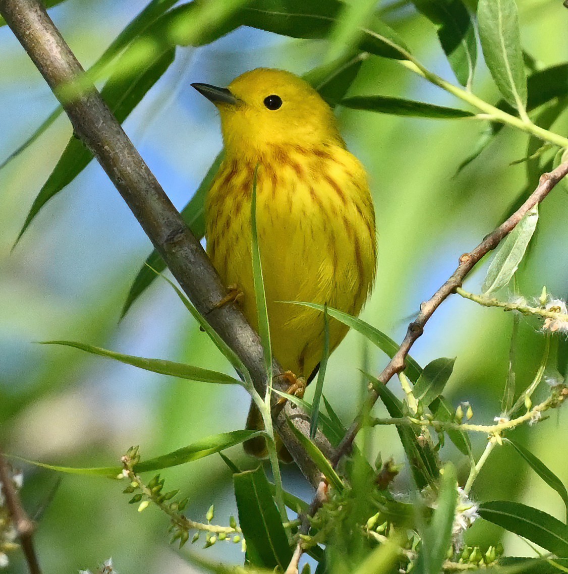 Yellow Warbler - Ann Stinely