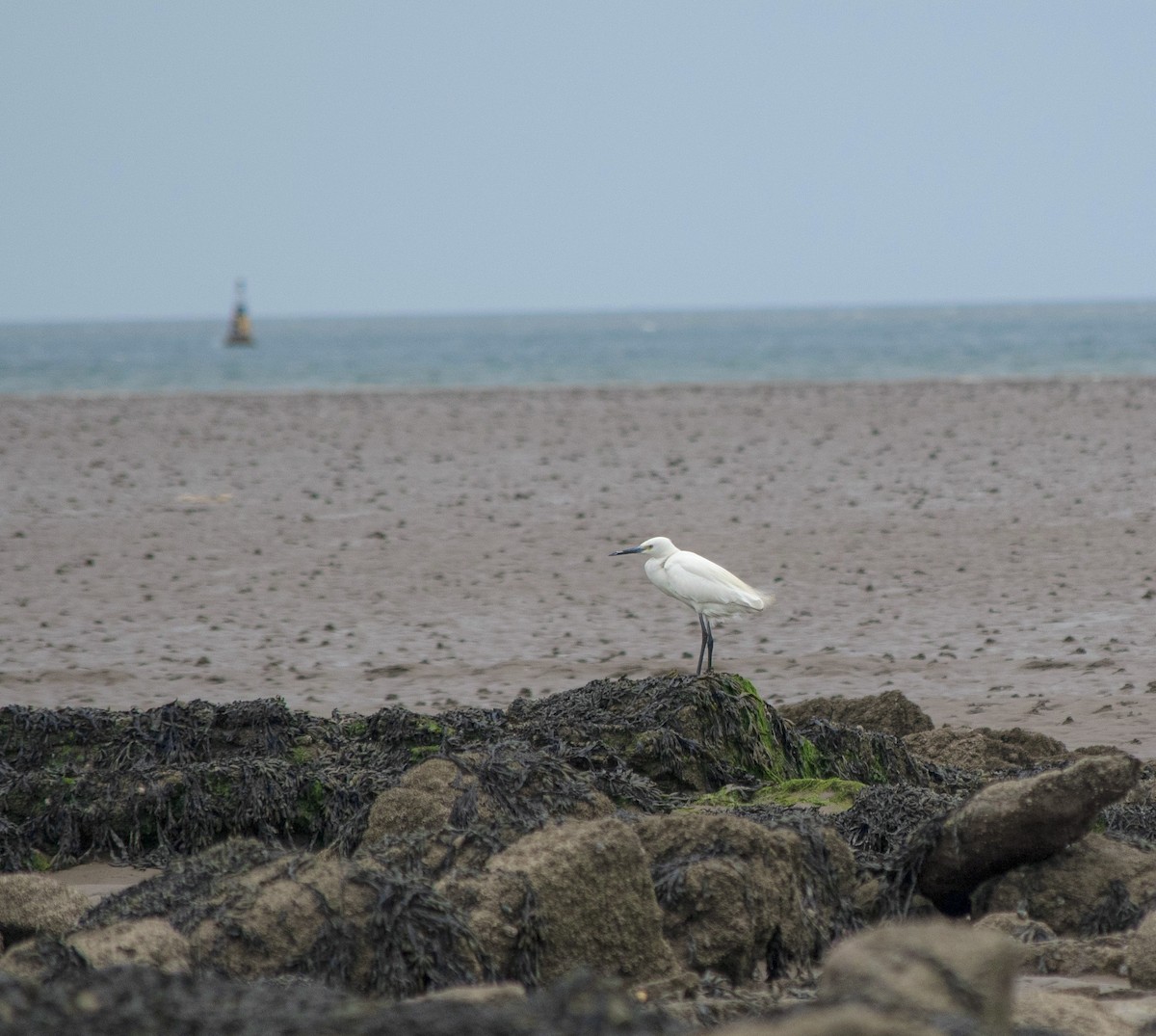 Little Egret - ML447415881