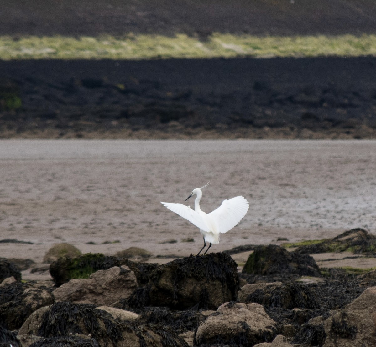 Little Egret - ML447415891