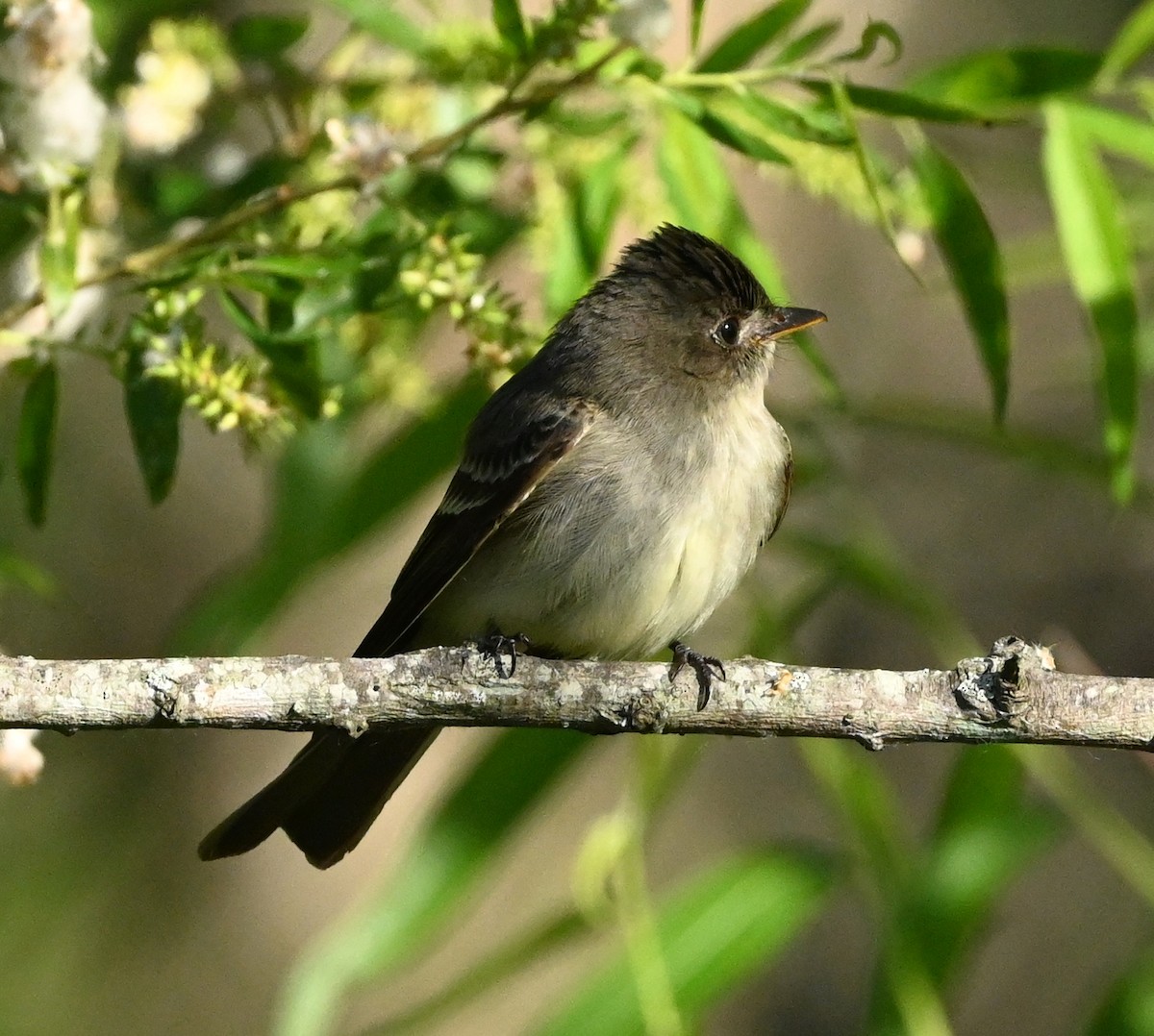 Eastern Wood-Pewee - ML447415911