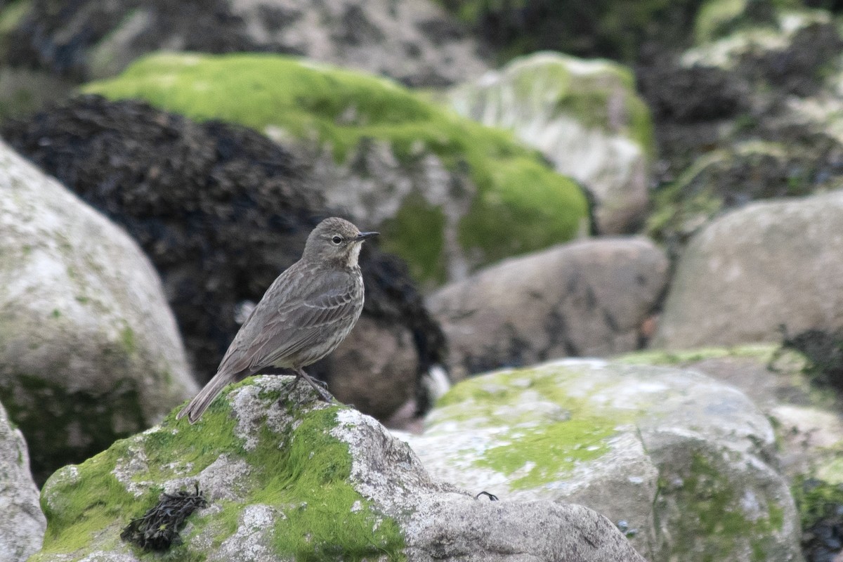 Rock Pipit - ML447415921