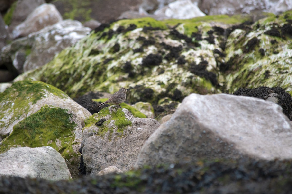 Rock Pipit - ML447415941