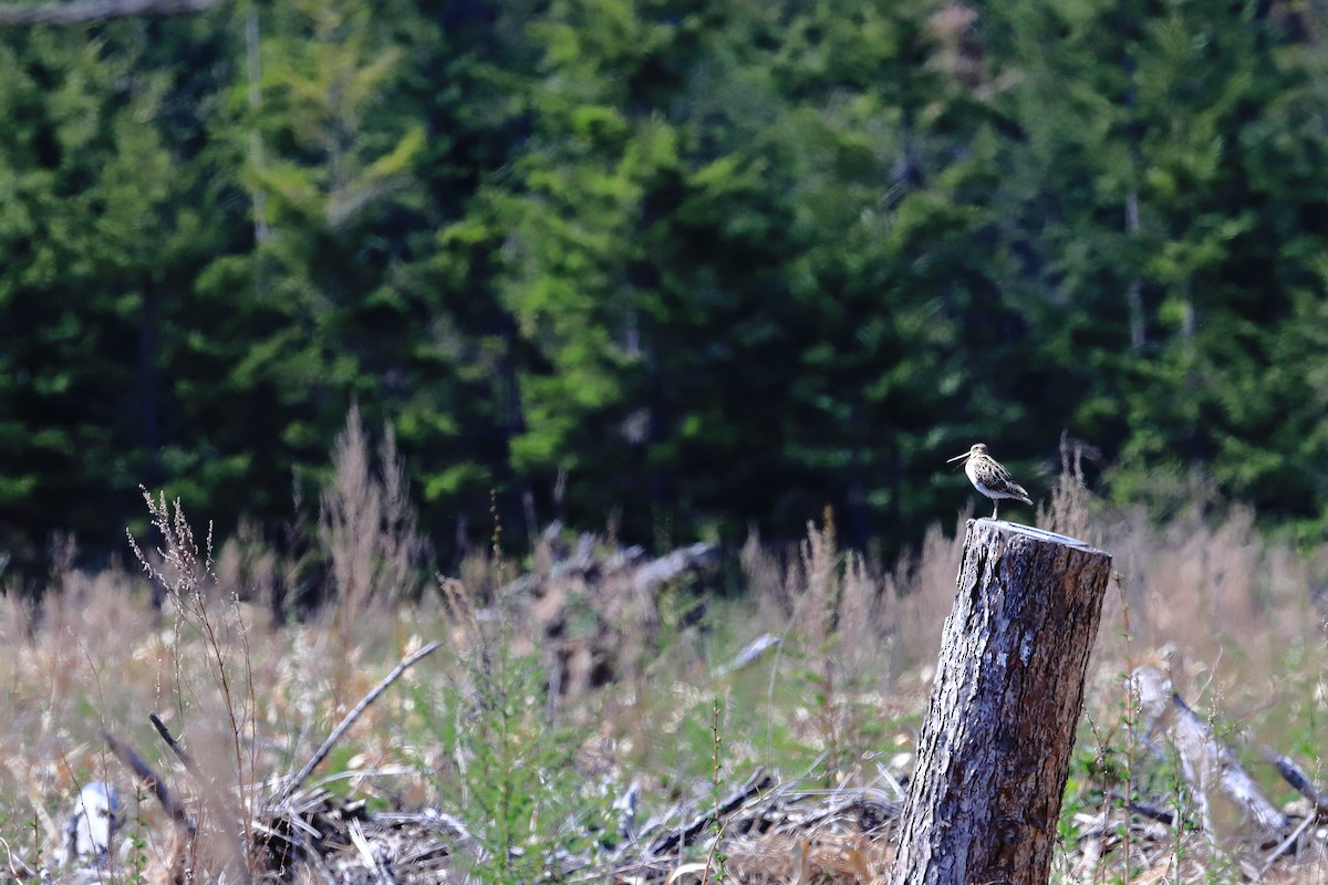 Latham's Snipe - ML447417501