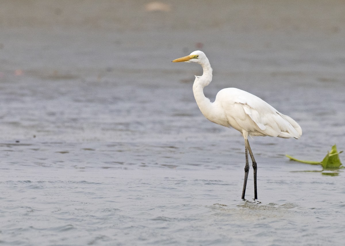 Great Egret - ML447417701