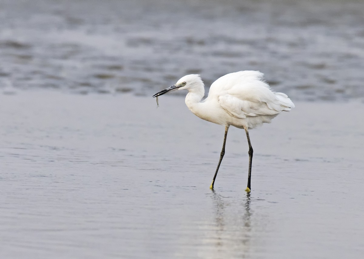 Little Egret - ML447417731