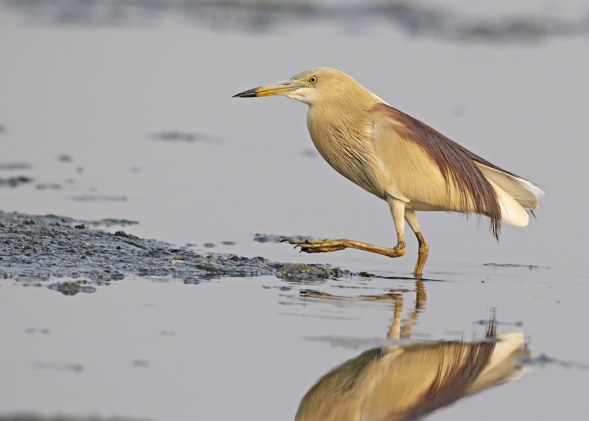 Indian Pond-Heron - ML447417771