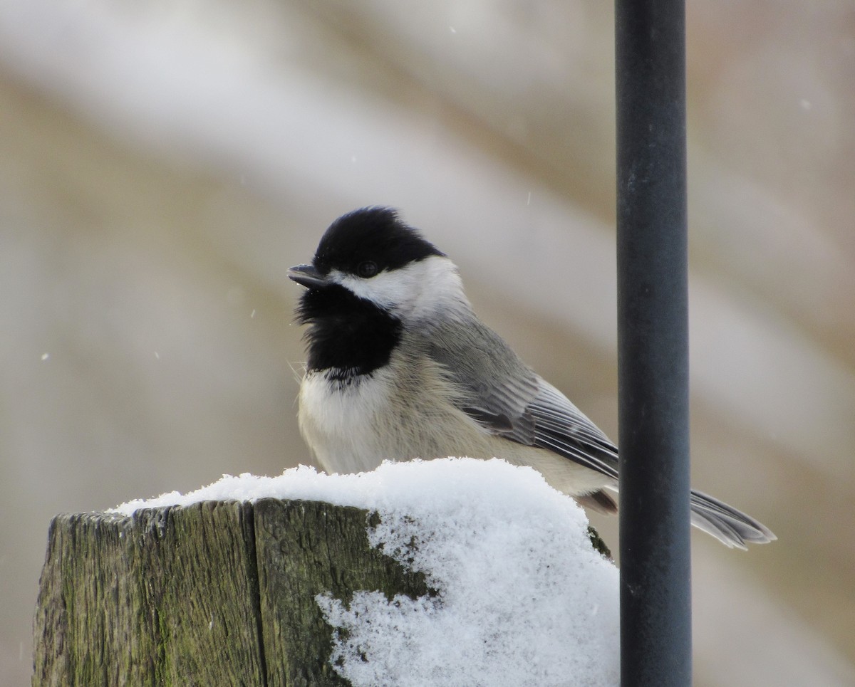 Carolina Chickadee - Jonathan Lugo