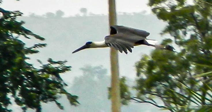 Asian Woolly-necked Stork - Adithi Sudheendra