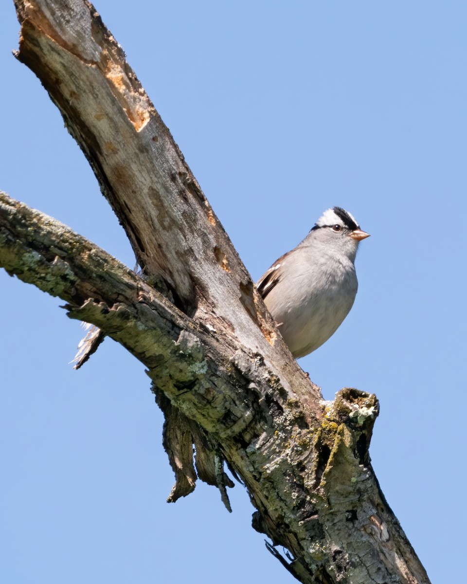 White-crowned Sparrow - ML447419331