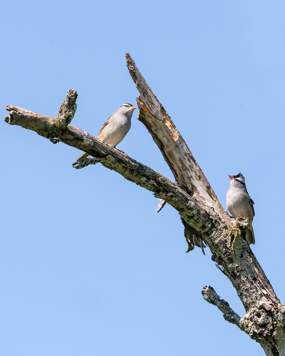 White-crowned Sparrow - Susan Logan Ward