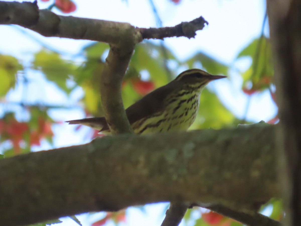 Northern Waterthrush - allison orsi