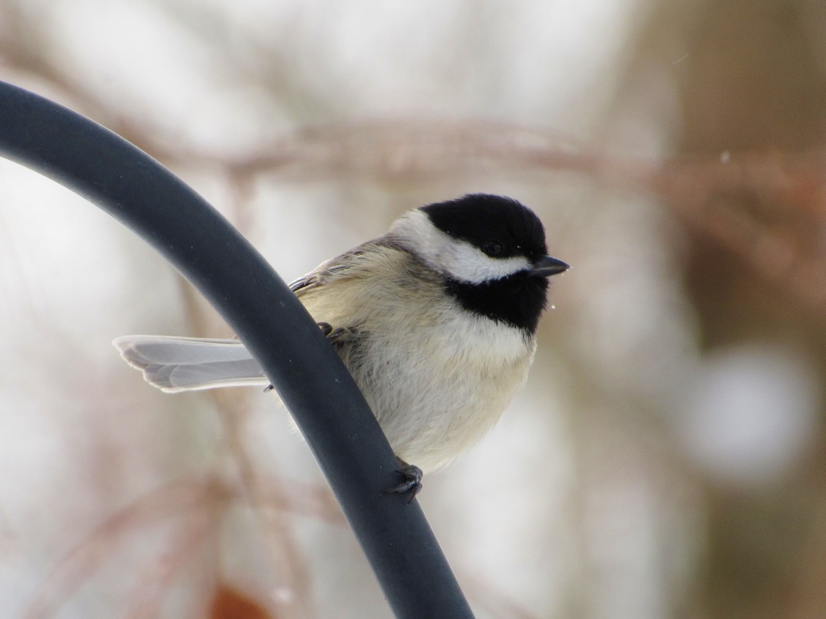 Carolina Chickadee - ML44742091