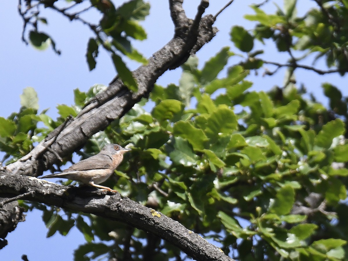 Western Subalpine Warbler - ML447421101