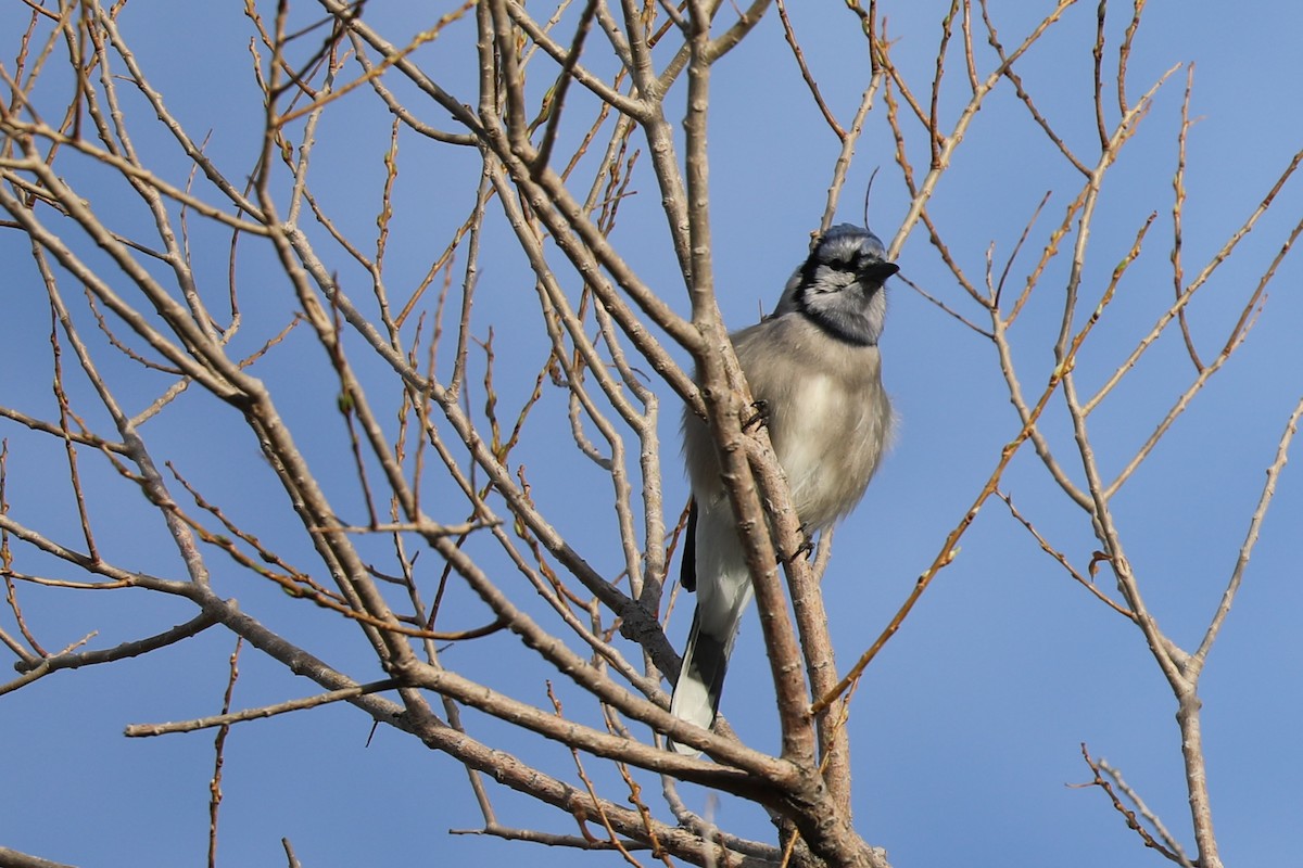 Blue Jay - ML447422141