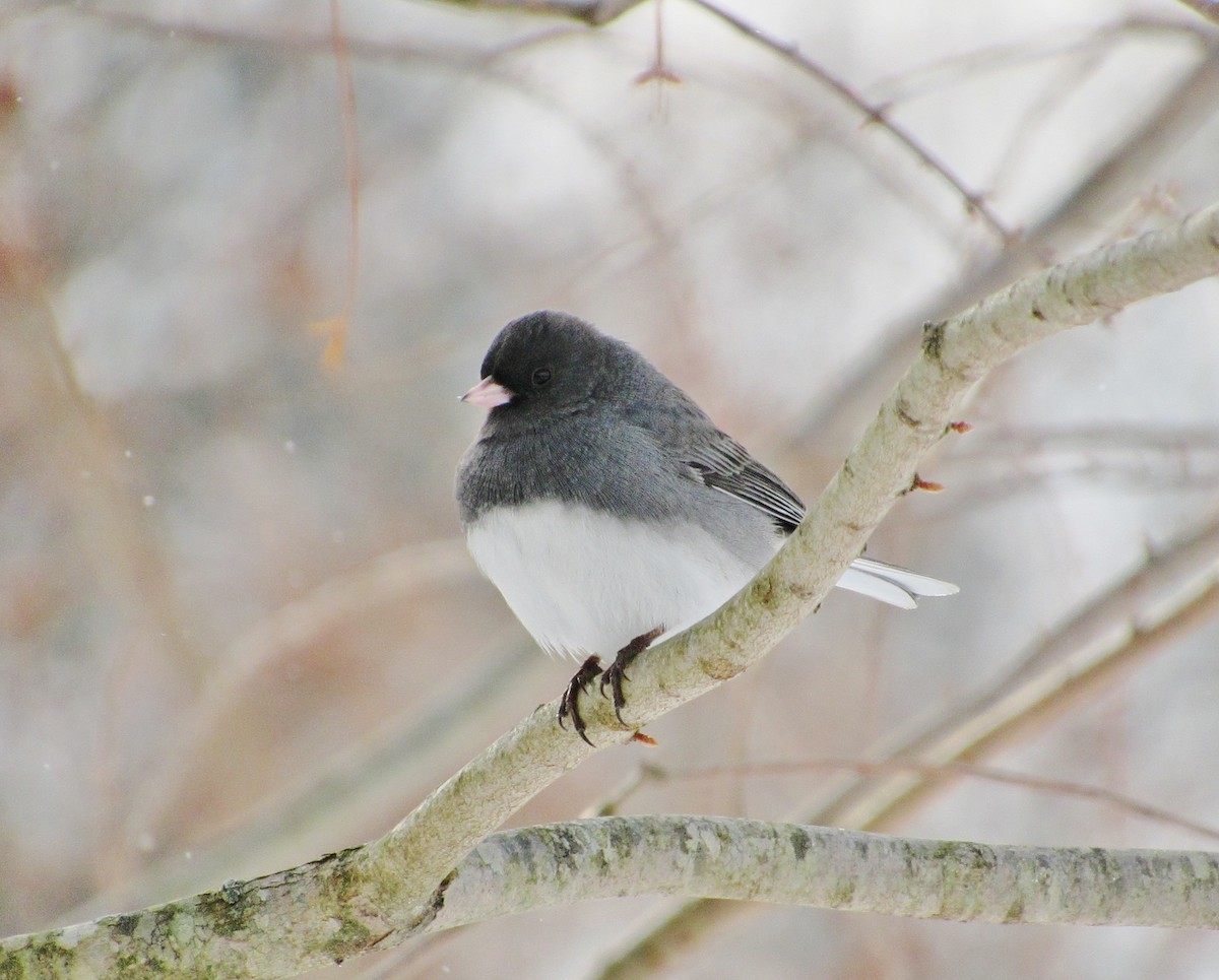 Junco Ojioscuro (hyemalis/carolinensis) - ML44742251