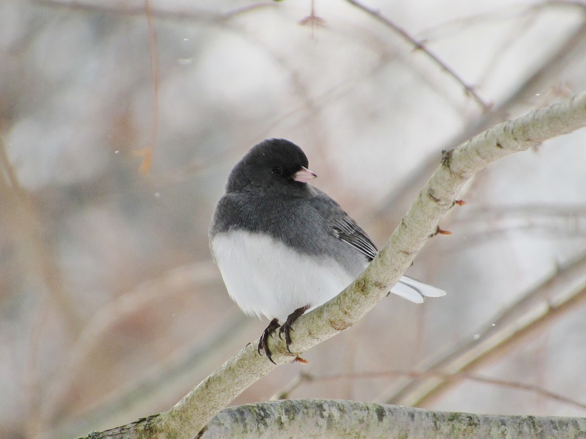 Junco Ojioscuro (hyemalis/carolinensis) - ML44742261