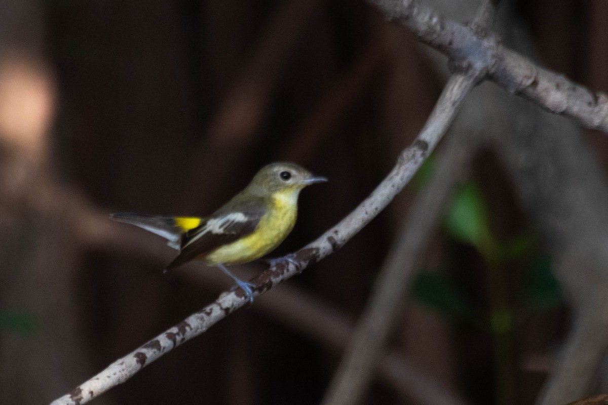 Yellow-rumped Flycatcher - Thasanakrit Thinunramet