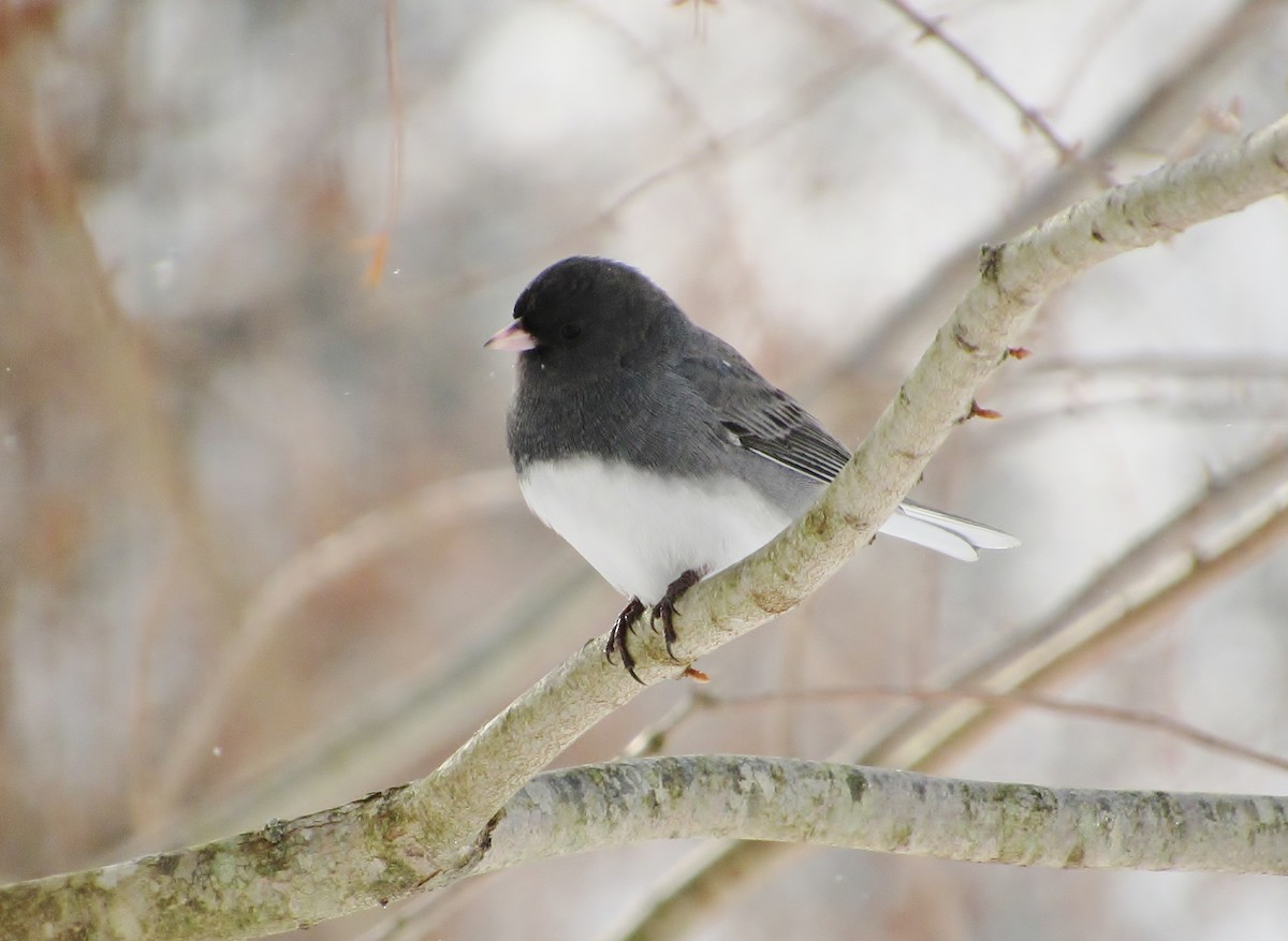 Junco Ojioscuro (hyemalis/carolinensis) - ML44742311